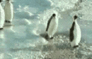 wtfgift7.gif