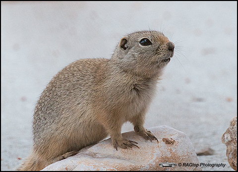 Wyo_grnd_sqrl_8073.jpg