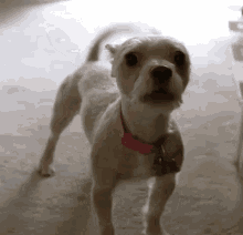 yappy dog gif.gif