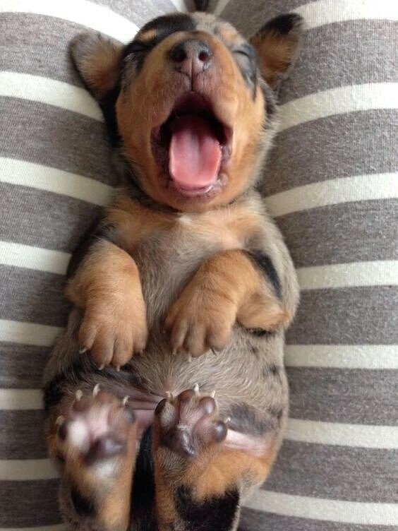 yawn pup.jpeg