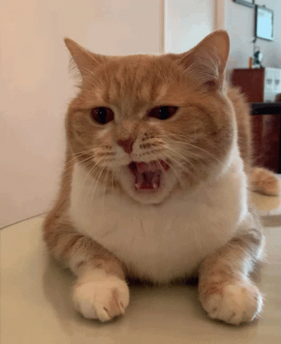 Yawning cat.gif