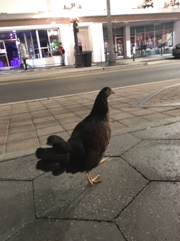 Ybor chicken.jpeg