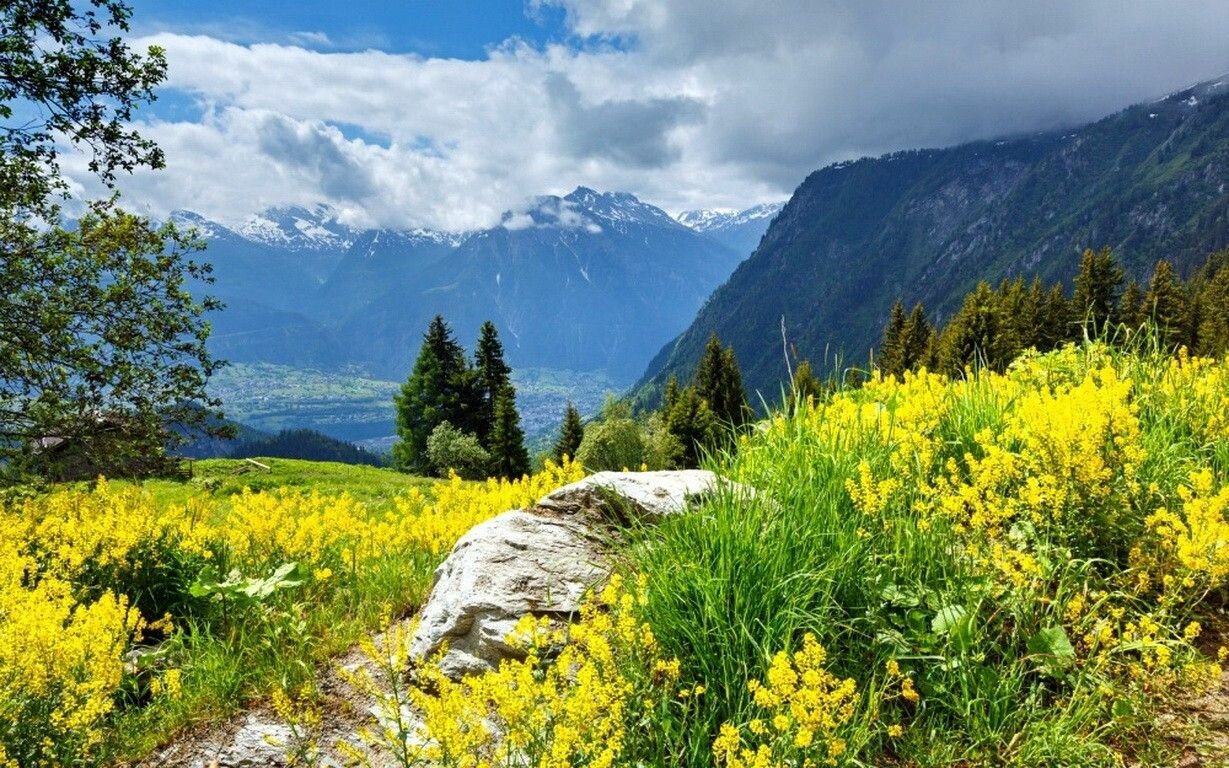 yellow flowers.jpeg