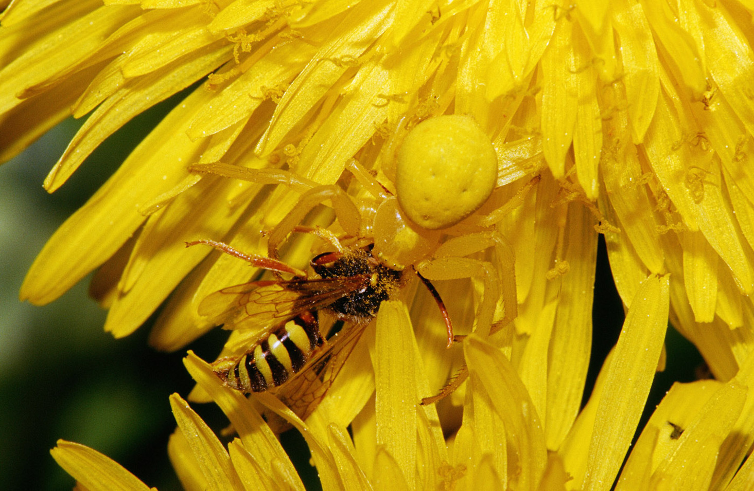 yellow spider camouflage.jpg