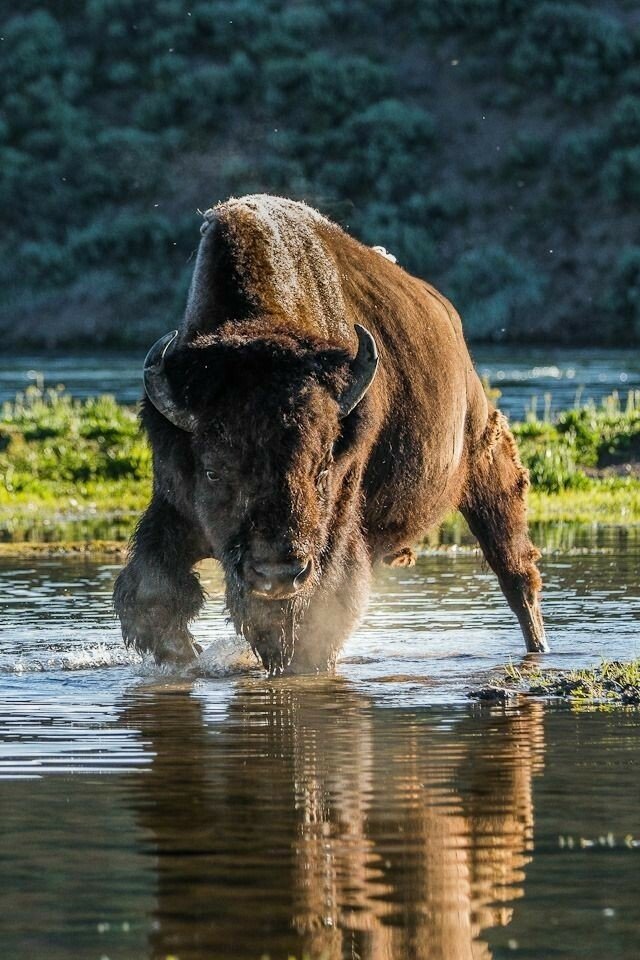 yellowstone buff.jpeg