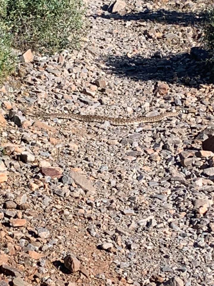 Yeti Snake.jpg