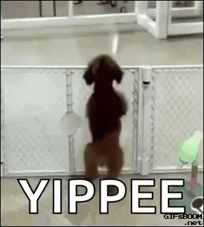Yippee.gif
