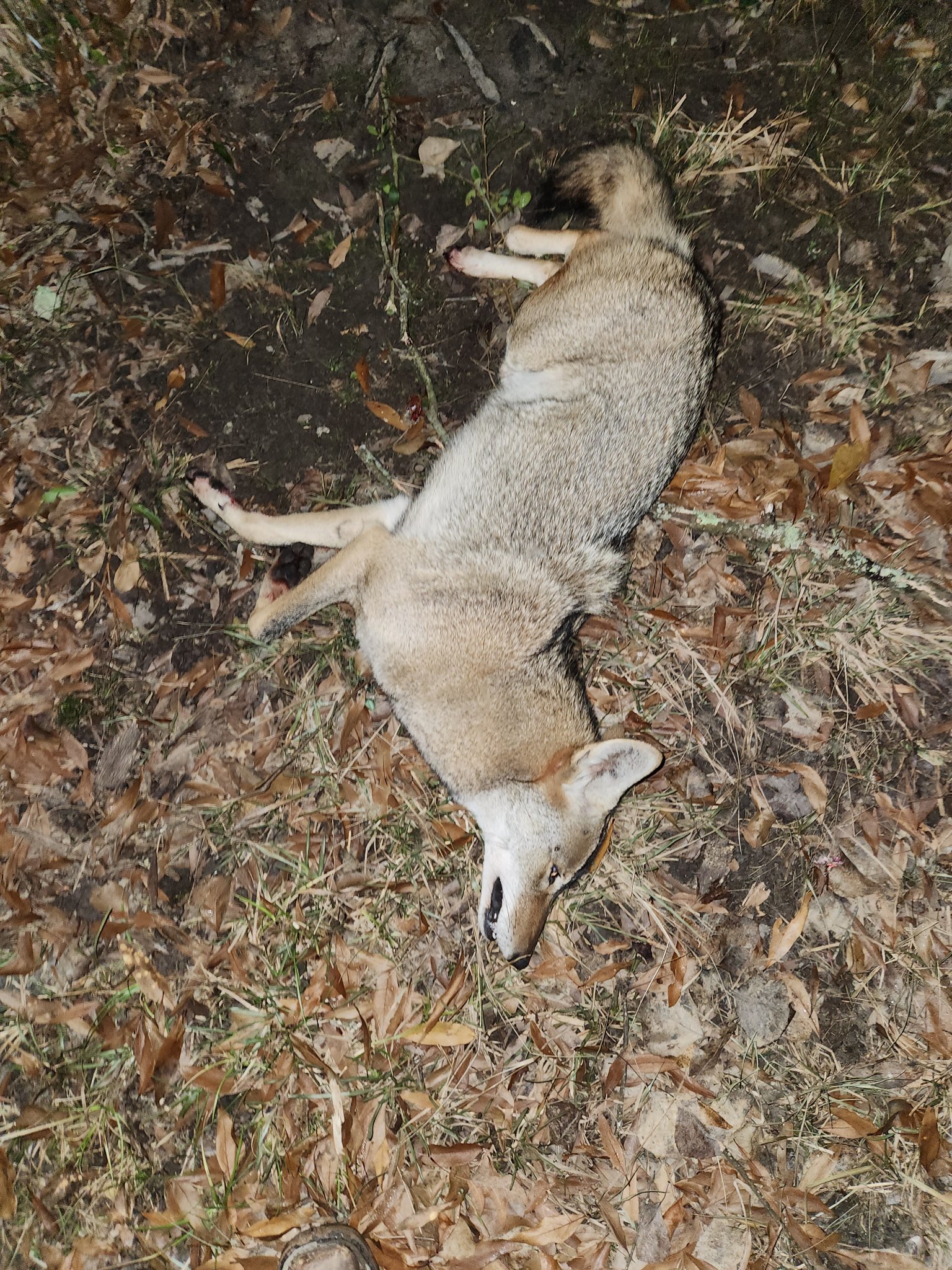 Yote.jpg