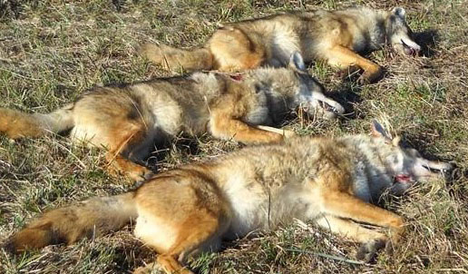 Yotes.jpg