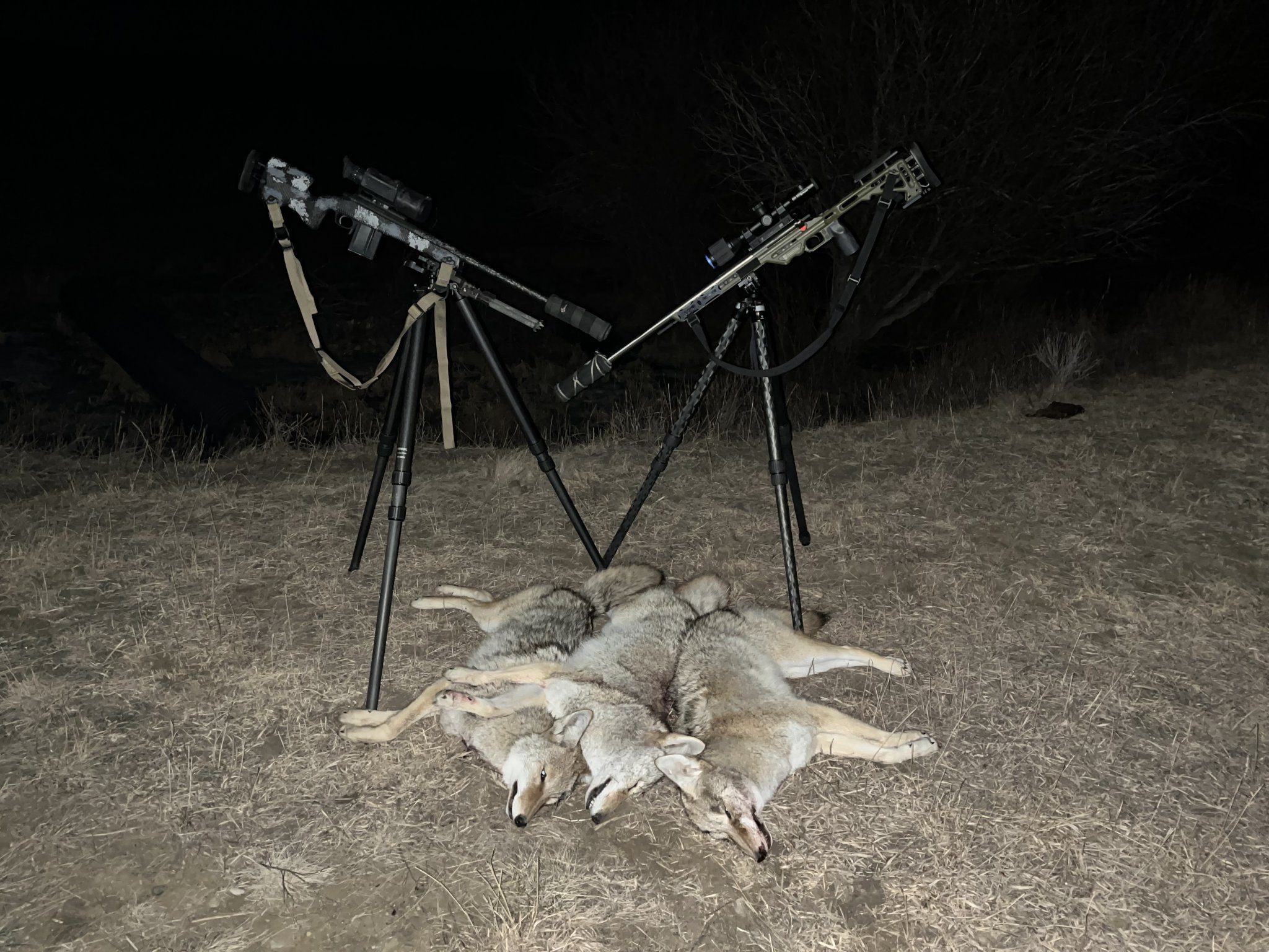 yotes.jpg
