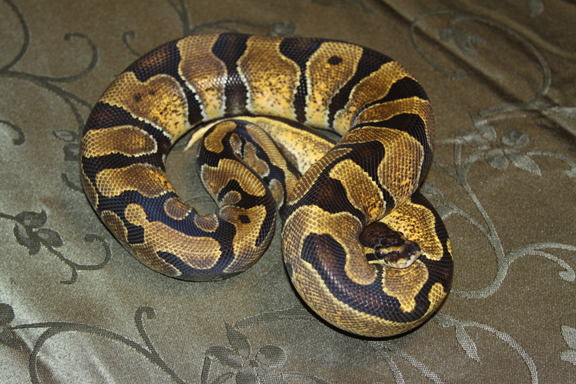 z-female3.jpg