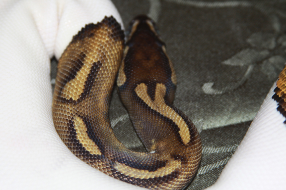 z-y stripe.jpg