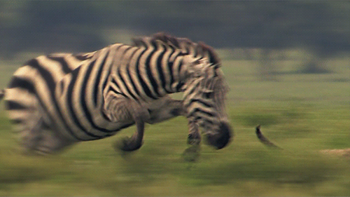 zebra chase.gif