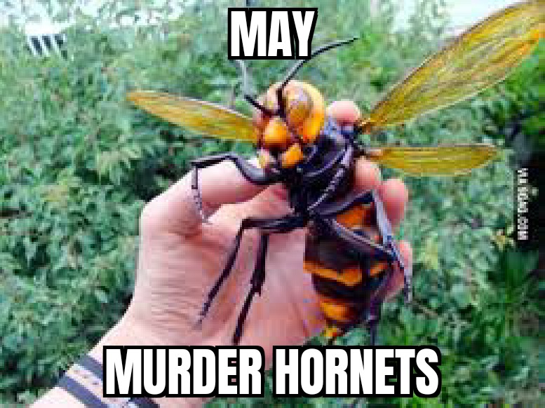 ZomboMeme 06052020175134.jpg