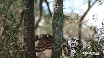 zz14.gif