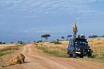 lion.jpg
