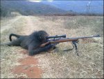 monkey-shooting-gun.jpg