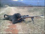 monkey-shooting-gun.jpg