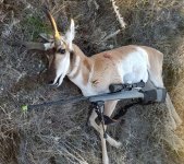 buck antelope 6mmBR Rem700 2016.jpg