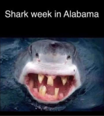 bama shark.png