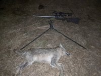 12 31 coyote.jpg