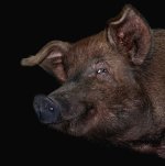 superpig-1677004726.jpg