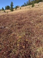 IMG_1032.jpeg