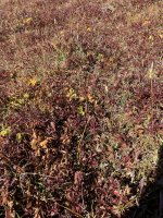 IMG_1033.jpeg