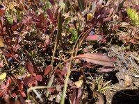 IMG_1034.jpeg