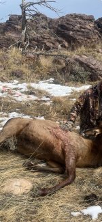 Elk 2022 524 yds.jpg