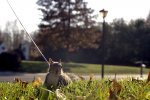 Squirrel_on_Leash_Part_Deux_by_woobiee.jpg