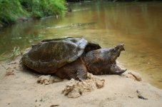 Pics-of-Alligator-Snapping-Turtles.jpg