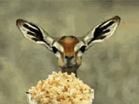 deer eating popcorn.gif