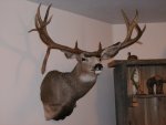 deer 003.JPG