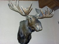 Alaskan Moose 73.3 tip to tip.jpg