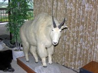 Mountain Goat Ram.jpg