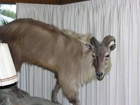 Tahr NZ.jpg