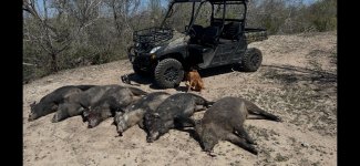 largishhogs.jpg
