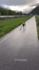 daily_gifdump_4964_26.gif