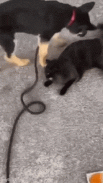 daily_gifdump_4964_56.gif