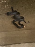 IMG_9525.jpeg