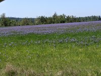 PXL_20250501_194237365.MP.jpg