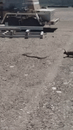 daily_gifdump_4991_16.gif