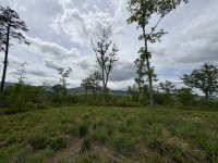 IMG_0012.jpeg