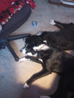 Django and Cash.jpg