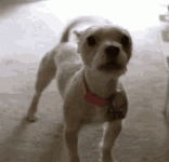 yappy dog gif.gif