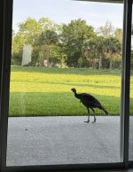 IMG_4235.jpeg