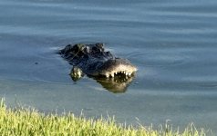 IMG_4239.jpeg