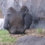 daily_gifdump-57-8.gif