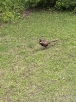 IMG_7279.jpeg